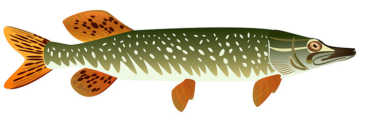 Image showing Pike.