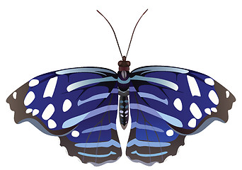 Image showing Abstract exotic butterfly.