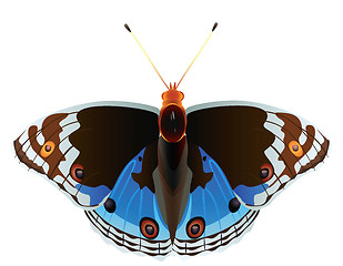 Image showing Abstract exotic butterfly.