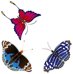 Image showing Abstract exotic butterfly.