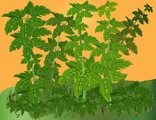 Image showing Vegetative background.