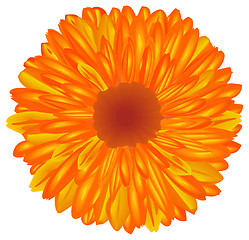 Image showing Yellow-orange flower.