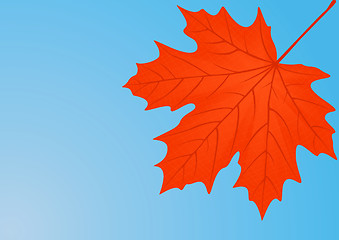 Image showing Autumn red maple leaf. 