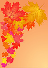 Image showing Autumn maple leaves.