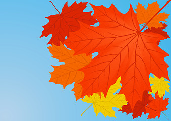 Image showing Autumn maple leaves.