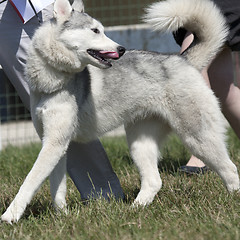 Image showing Husky