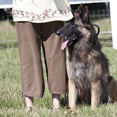 Image showing Belgian shepherd