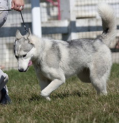 Image showing Husky walking