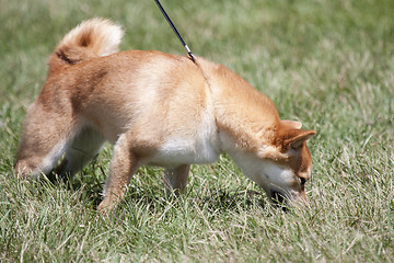 Image showing Dog sniffing