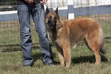 Image showing Belgian Shepherd beside his master