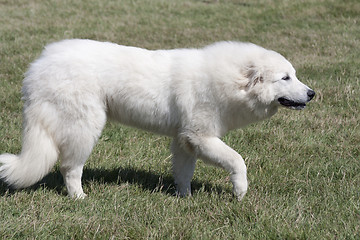 Image showing Pyrenees dog