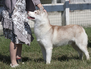 Image showing Beautiful Husky