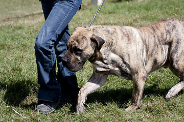 Image showing Bulldog walking