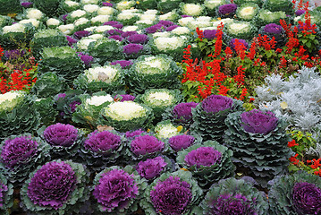 Image showing bed with cauliflowers and flowers