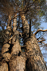 Image showing three interlocking pine in the forest