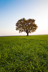 Image showing Oak in the field (autumn, a sunset)