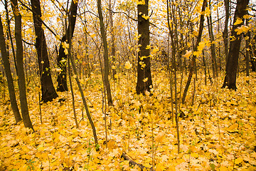 Image showing Autumn wood