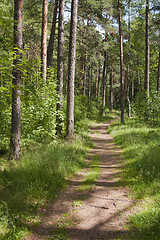 Image showing Spring wood