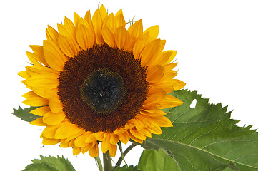Image showing  flower of a sunflower