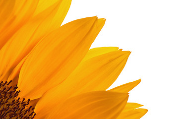 Image showing  flower of a sunflower