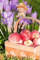 Image showing Wattled basket full of ripe apples