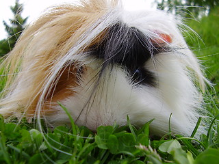 Image showing Guinea-pig
