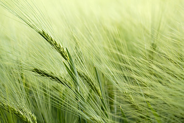 Image showing detail of organic green grains