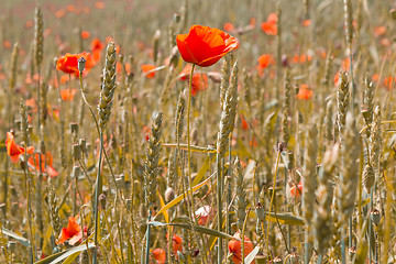 Image showing golden wheat with red poppy