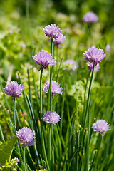 Image showing Allium Schoenoprasum known as Chives