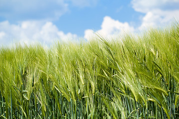 Image showing detail of organic green grains