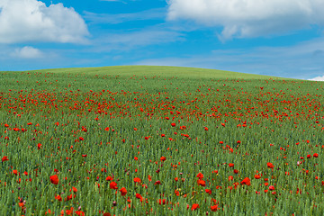 Image showing landscape with green wheat with red poppy