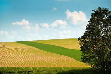 Image showing Summer landscape