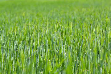 Image showing detail of field with green spring grains