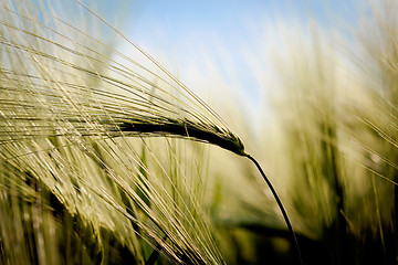 Image showing closeup detail of golden organic grains 
