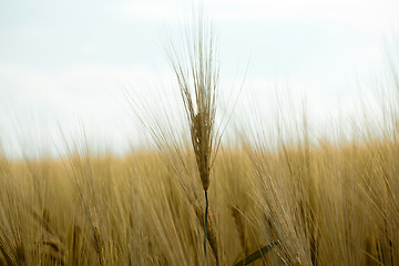 Image showing detail of golden organic grains