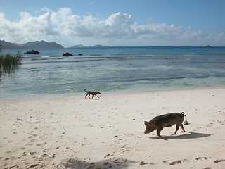 Image showing pig at beach