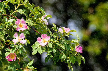 Image showing blossom detail of Fructus cynosbati 