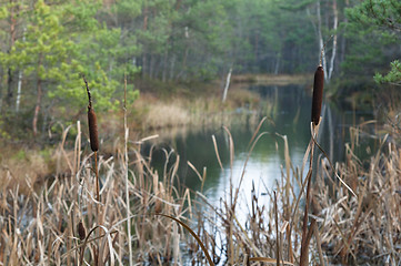 Image showing Autumn landscape on a bog