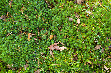 Image showing Moss on a bog, a close up