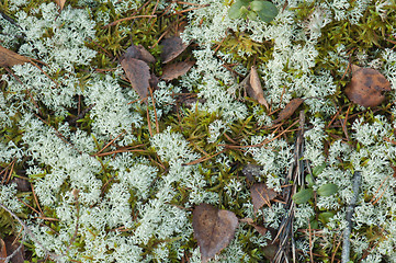 Image showing Moss on a bog, a close up