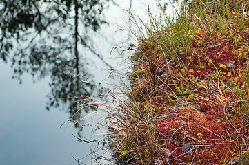 Image showing Autumn landscape on a bog