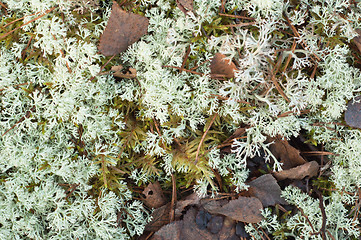 Image showing Moss on a bog, a close up