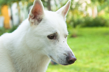 Image showing White dog