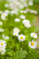 Image showing Glade of blossoming daisies, close up