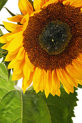 Image showing  flower of a sunflower