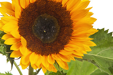 Image showing  flower of a sunflower