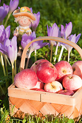 Image showing Wattled basket full of ripe apples