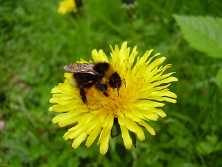 Image showing Bumblebee