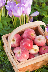 Image showing Wattled basket full of ripe apples