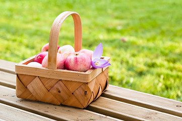 Image showing Wattled basket full of ripe apples